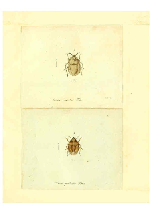 Reproducción/Reproduction 6056288770: Faunae insectorum Germanicae initia Nuremberg :Felsecker,1792-1823 