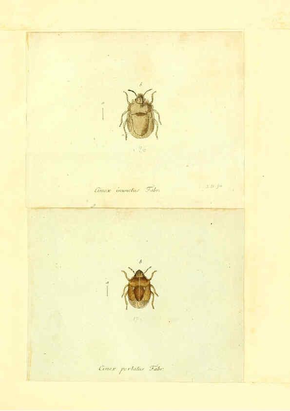 Reproducción/Reproduction 6056288770: Faunae insectorum Germanicae initia Nuremberg :Felsecker,1792-1823 