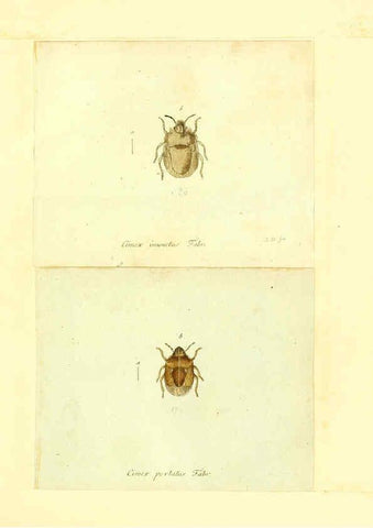 Reproducción/Reproduction 6056288770: Faunae insectorum Germanicae initia Nuremberg :Felsecker,1792-1823 