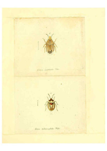 Reproducción/Reproduction 6056289088: Faunae insectorum Germanicae initia Nuremberg :Felsecker,1792-1823 