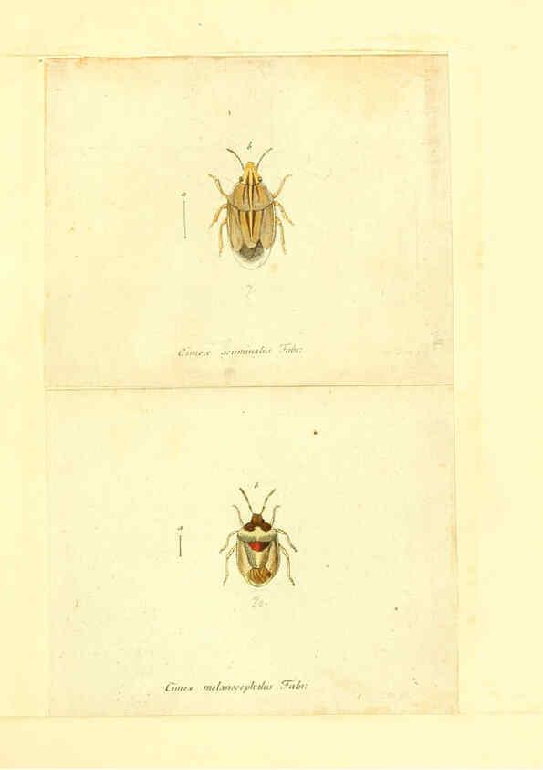 Reproducción/Reproduction 6056289088: Faunae insectorum Germanicae initia Nuremberg :Felsecker,1792-1823 