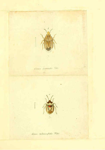 Reproducción/Reproduction 6056289088: Faunae insectorum Germanicae initia Nuremberg :Felsecker,1792-1823 