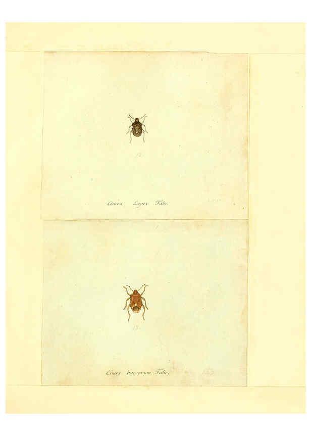 Reproducción/Reproduction 6056289318: Faunae insectorum Germanicae initia Nuremberg :Felsecker,1792-1823 