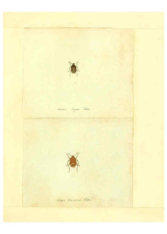 Reproducción/Reproduction 6056289318: Faunae insectorum Germanicae initia Nuremberg :Felsecker,1792-1823 