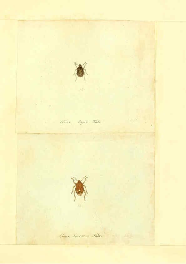Reproducción/Reproduction 6056289318: Faunae insectorum Germanicae initia Nuremberg :Felsecker,1792-1823 