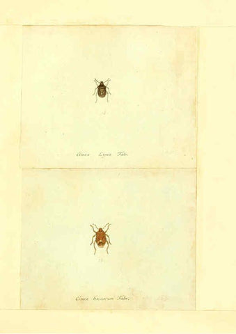 Reproducción/Reproduction 6056289318: Faunae insectorum Germanicae initia Nuremberg :Felsecker,1792-1823 