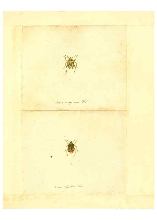 Reproducción/Reproduction 6055742923: Faunae insectorum Germanicae initia Nuremberg :Felsecker,1792-1823 
