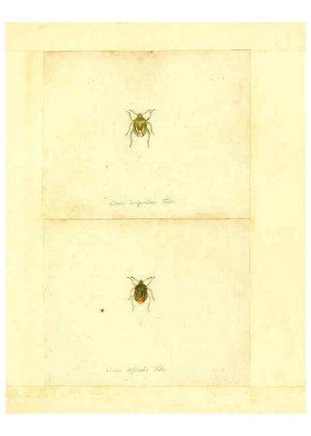 Reproducción/Reproduction 6055742923: Faunae insectorum Germanicae initia Nuremberg :Felsecker,1792-1823 