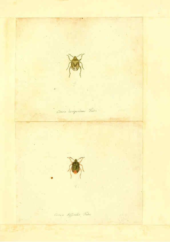 Reproducción/Reproduction 6055742923: Faunae insectorum Germanicae initia Nuremberg :Felsecker,1792-1823 