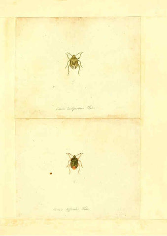 Reproducción/Reproduction 6055742923: Faunae insectorum Germanicae initia Nuremberg :Felsecker,1792-1823 