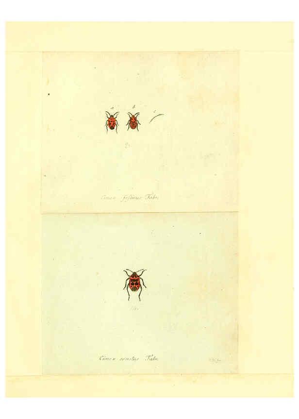 Reproducción/Reproduction 6055743155: Faunae insectorum Germanicae initia Nuremberg :Felsecker,1792-1823 