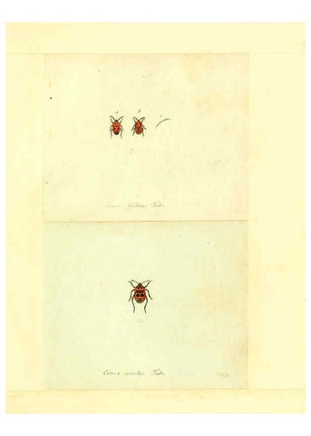 Reproducción/Reproduction 6055743155: Faunae insectorum Germanicae initia Nuremberg :Felsecker,1792-1823 
