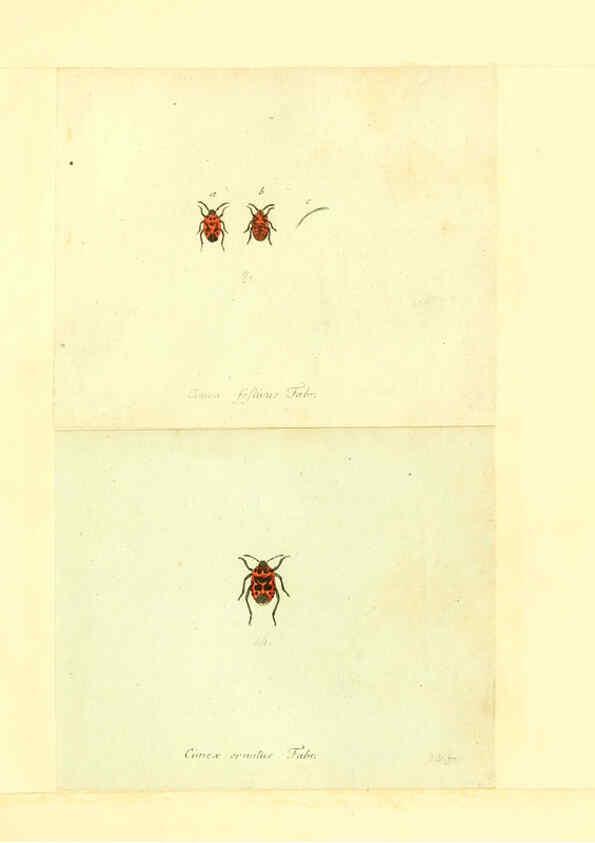Reproducción/Reproduction 6055743155: Faunae insectorum Germanicae initia Nuremberg :Felsecker,1792-1823 