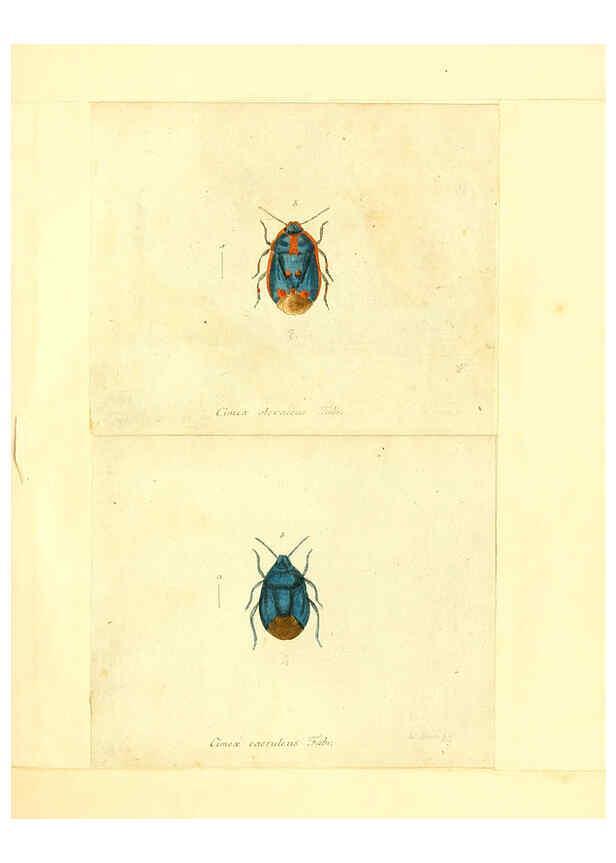 Reproducción/Reproduction 6055743425: Faunae insectorum Germanicae initia Nuremberg :Felsecker,1792-1823 