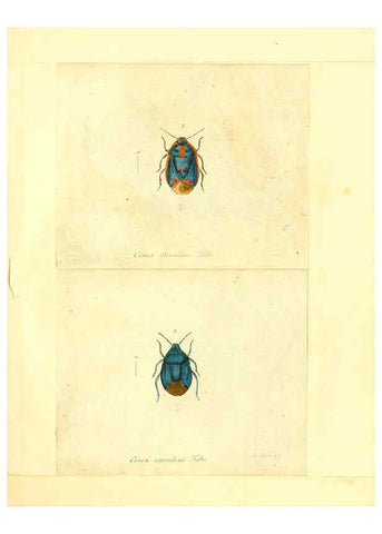 Reproducción/Reproduction 6055743425: Faunae insectorum Germanicae initia Nuremberg :Felsecker,1792-1823 