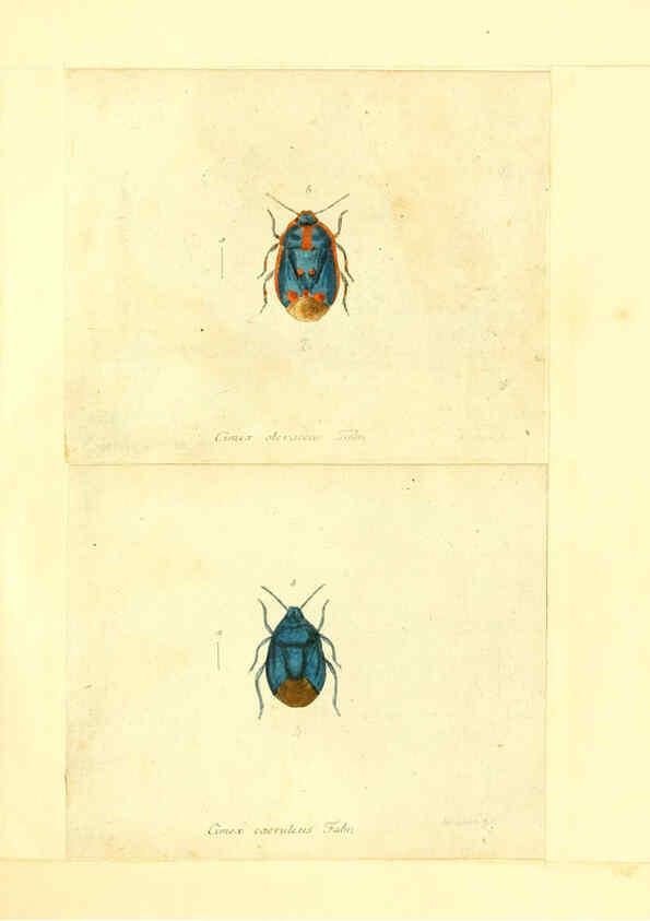 Reproducción/Reproduction 6055743425: Faunae insectorum Germanicae initia Nuremberg :Felsecker,1792-1823 