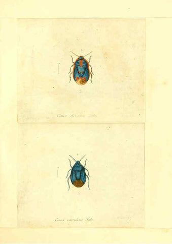 Reproducción/Reproduction 6055743425: Faunae insectorum Germanicae initia Nuremberg :Felsecker,1792-1823 