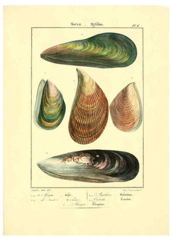 Reproducción/Reproduction 6056254806: Iconographie conchyliologique A Marseille :Chez Crévot, libraire ... ;1828