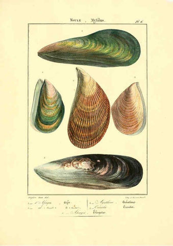 Reproducción/Reproduction 6056254806: Iconographie conchyliologique A Marseille :Chez Crévot, libraire ... ;1828