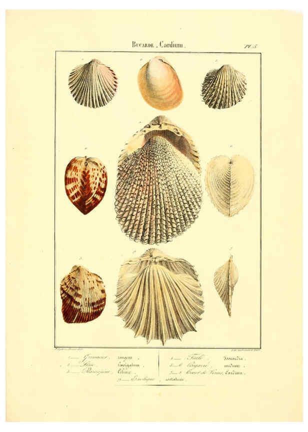 Reproducción/Reproduction 6056254510: Iconographie conchyliologique A Marseille :Chez Crévot, libraire ... ;1828