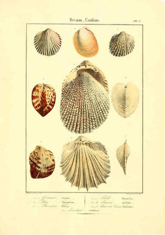 Reproducción/Reproduction 6056254510: Iconographie conchyliologique A Marseille :Chez Crévot, libraire ... ;1828