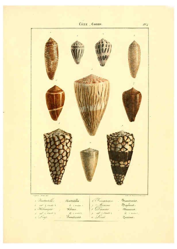 Reproducción/Reproduction 6055707135: Iconographie conchyliologique A Marseille :Chez Crévot, libraire ... ;1828
