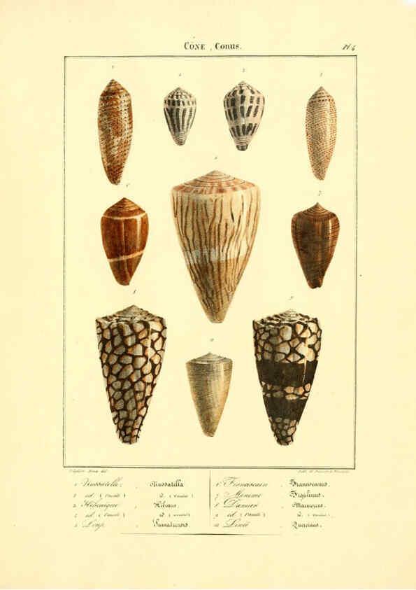 Reproducción/Reproduction 6055707135: Iconographie conchyliologique A Marseille :Chez Crévot, libraire ... ;1828