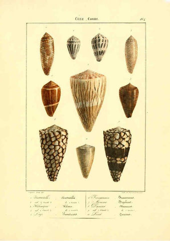 Reproducción/Reproduction 6055707135: Iconographie conchyliologique A Marseille :Chez Crévot, libraire ... ;1828