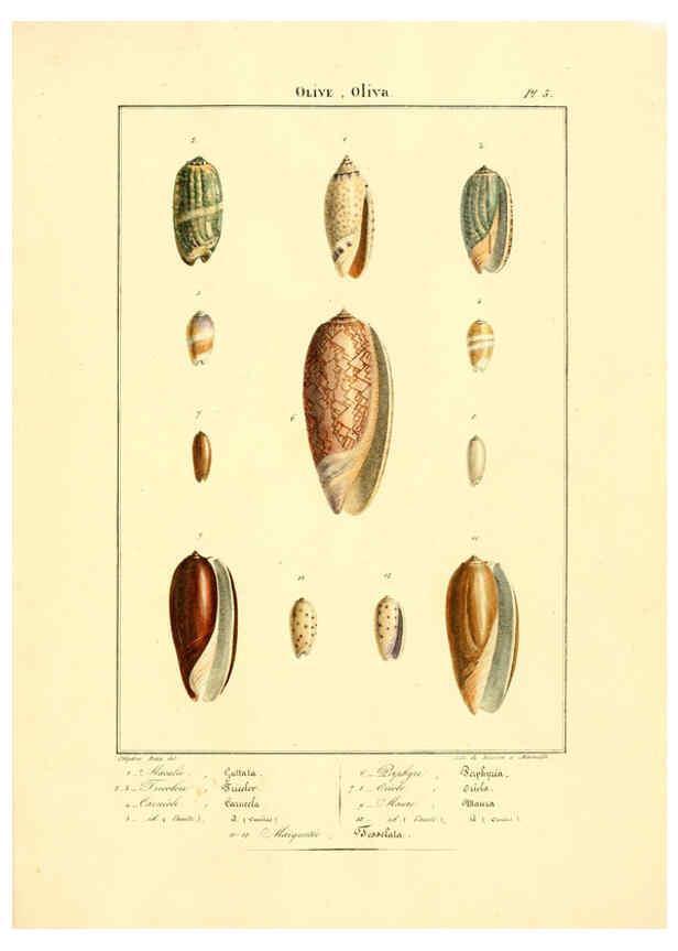 Reproducción/Reproduction 6055706919: Iconographie conchyliologique A Marseille :Chez Crévot, libraire ... ;1828