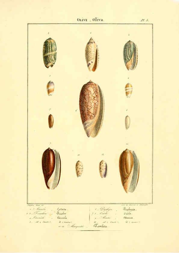 Reproducción/Reproduction 6055706919: Iconographie conchyliologique A Marseille :Chez Crévot, libraire ... ;1828
