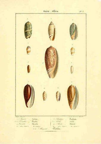 Reproducción/Reproduction 6055706919: Iconographie conchyliologique A Marseille :Chez Crévot, libraire ... ;1828