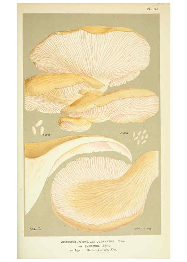 Reproducción/Reproduction 6056234876: Illustrations of British fungi (Hymenomycetes) London,Williams and Norgate,1881-91