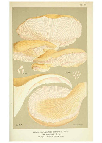 Reproducción/Reproduction 6056234876: Illustrations of British fungi (Hymenomycetes) London,Williams and Norgate,1881-91