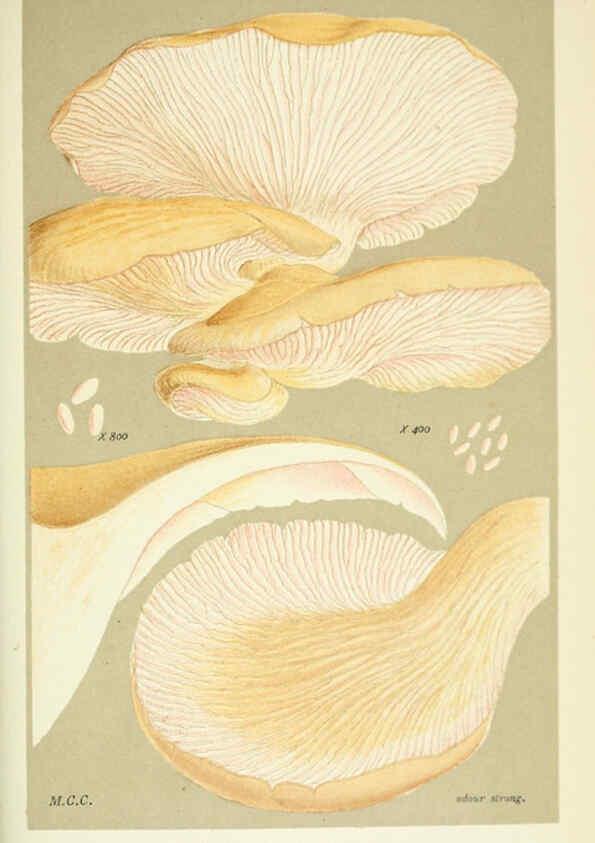 Reproducción/Reproduction 6056234876: Illustrations of British fungi (Hymenomycetes) London,Williams and Norgate,1881-91