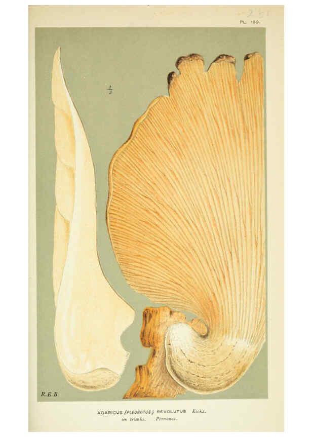 Reproducción/Reproduction 6055688011: Illustrations of British fungi (Hymenomycetes) London,Williams and Norgate,1881-91