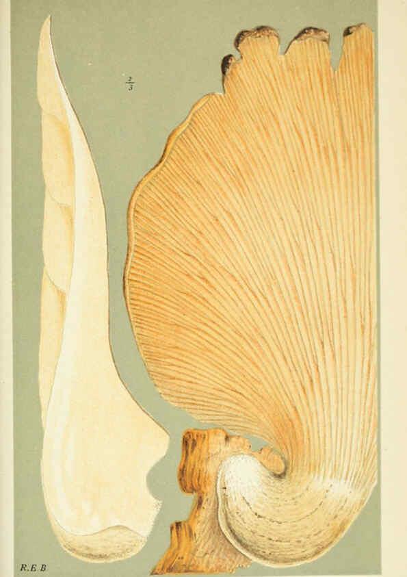 Reproducción/Reproduction 6055688011: Illustrations of British fungi (Hymenomycetes) London,Williams and Norgate,1881-91