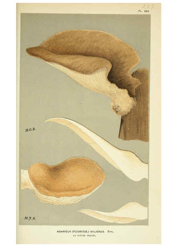 Reproducción/Reproduction 6055688521: Illustrations of British fungi (Hymenomycetes) London,Williams and Norgate,1881-91