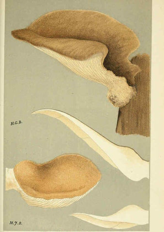 Reproducción/Reproduction 6055688521: Illustrations of British fungi (Hymenomycetes) London,Williams and Norgate,1881-91