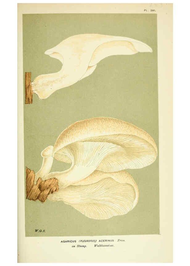 Reproducción/Reproduction 6055688727: Illustrations of British fungi (Hymenomycetes) London,Williams and Norgate,1881-91