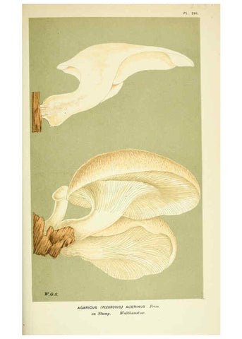 Reproducción/Reproduction 6055688727: Illustrations of British fungi (Hymenomycetes) London,Williams and Norgate,1881-91