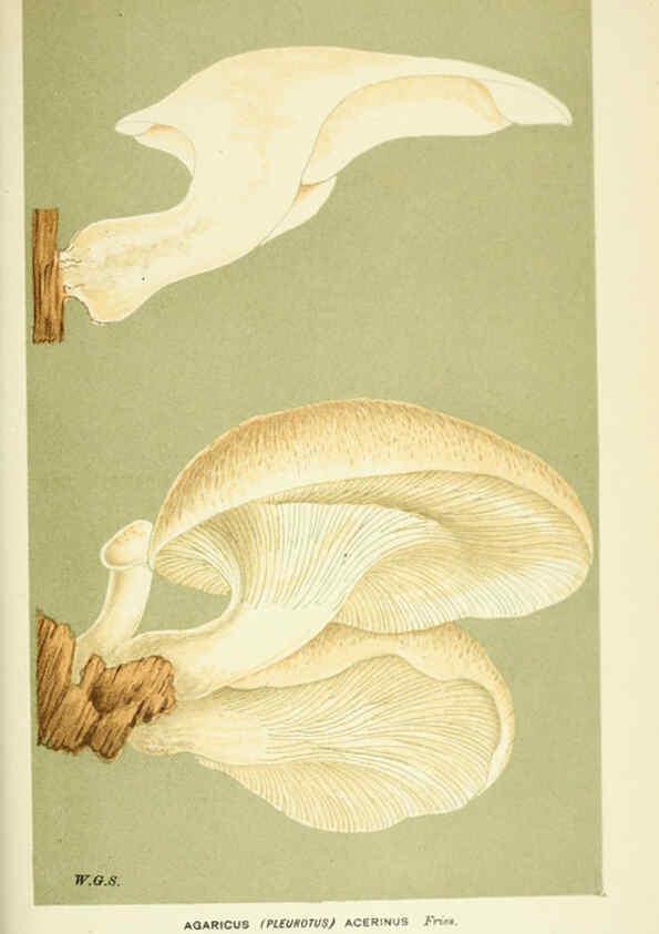 Reproducción/Reproduction 6055688727: Illustrations of British fungi (Hymenomycetes) London,Williams and Norgate,1881-91