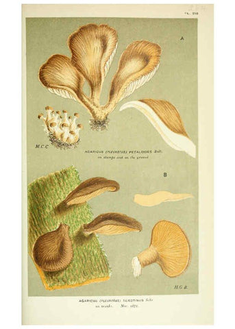 Reproducción/Reproduction 6055689231: Illustrations of British fungi (Hymenomycetes) London,Williams and Norgate,1881-91