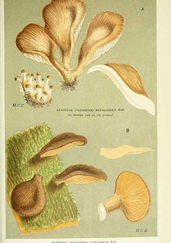 Reproducción/Reproduction 6055689231: Illustrations of British fungi (Hymenomycetes) London,Williams and Norgate,1881-91