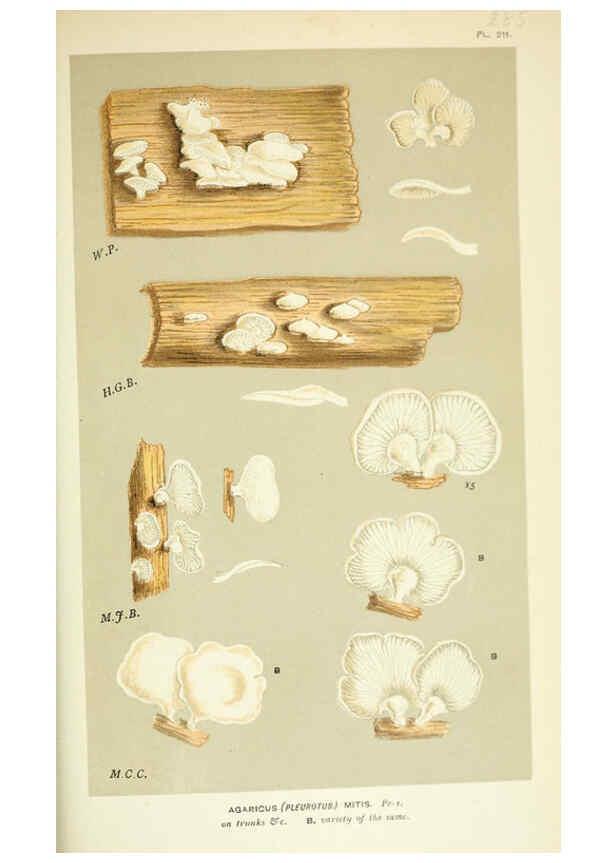 Reproducción/Reproduction 6055689485: Illustrations of British fungi (Hymenomycetes) London,Williams and Norgate,1881-91