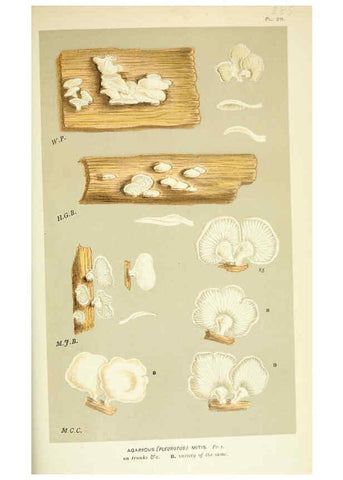 Reproducción/Reproduction 6055689485: Illustrations of British fungi (Hymenomycetes) London,Williams and Norgate,1881-91