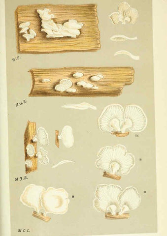 Reproducción/Reproduction 6055689485: Illustrations of British fungi (Hymenomycetes) London,Williams and Norgate,1881-91