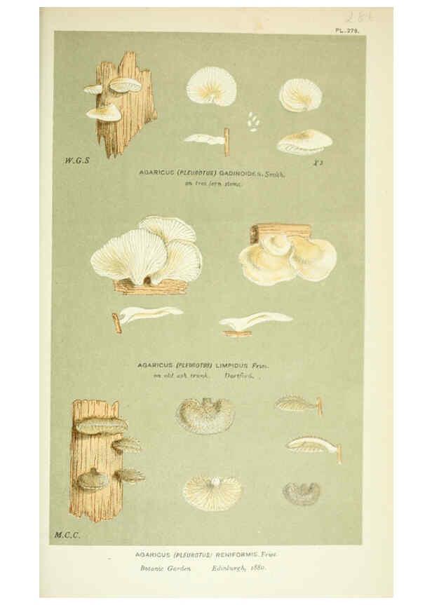 Reproducción/Reproduction 6056236894: Illustrations of British fungi (Hymenomycetes) London,Williams and Norgate,1881-91