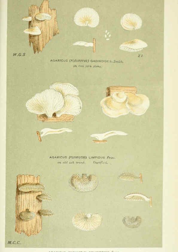 Reproducción/Reproduction 6056236894: Illustrations of British fungi (Hymenomycetes) London,Williams and Norgate,1881-91