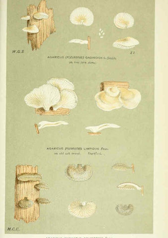 Reproducción/Reproduction 6056236894: Illustrations of British fungi (Hymenomycetes) London,Williams and Norgate,1881-91