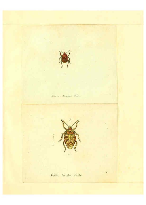 Reproducción/Reproduction 6055743783: Faunae insectorum Germanicae initia Nuremberg :Felsecker,1792-1823 